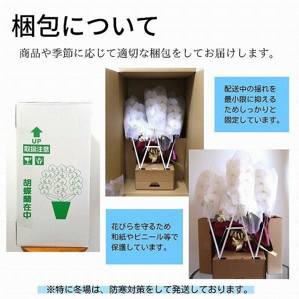 ǡĳ ԥ󥯷 3Ω 2124ذʾ(ΤƤȭ) 10