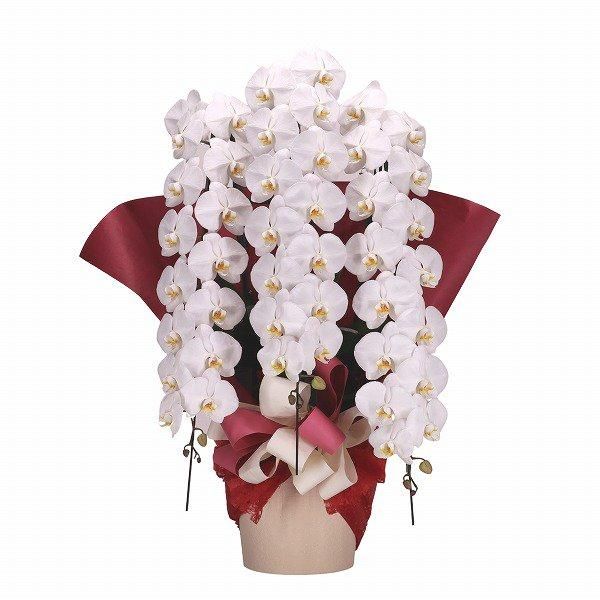 SDGs胡蝶蘭 3本立 42輪以上（つぼみを含む）‐サムライフラワー