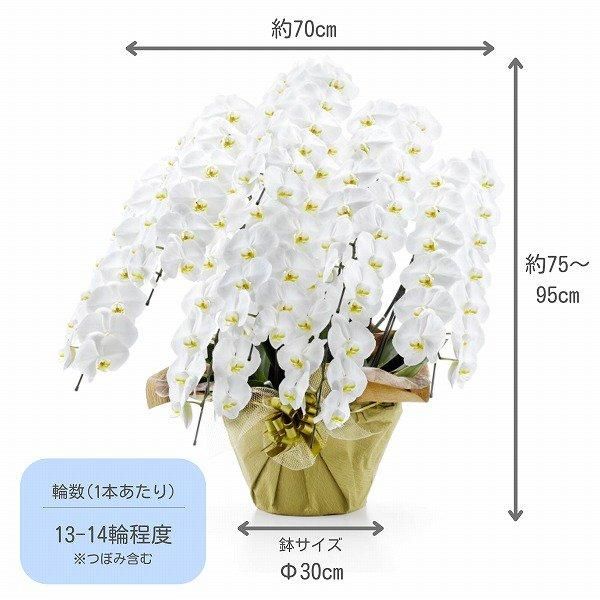 回収付き胡蝶蘭】8本立 白 104～112輪以上‐サムライフラワー