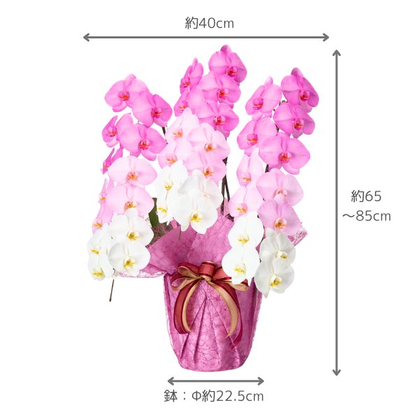 դǡĳ ԥ󥯷 3Ω 2730ذʾ 4