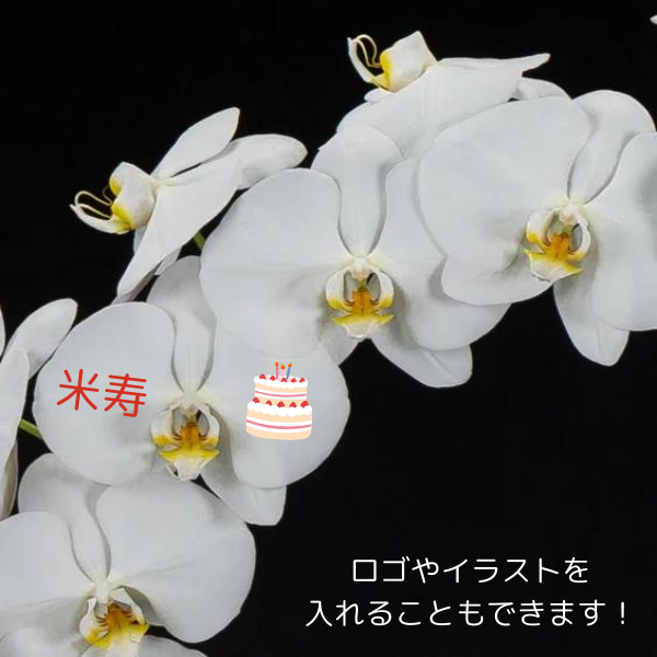 Ƽˤβ֡ۥåꥵĳĤܤߤޤ 2