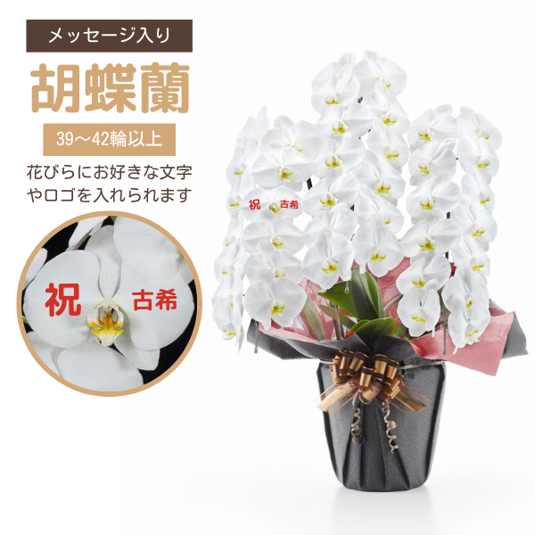 ڸŴˤβ֡ۥåĳ 3Ω  3942ذʾ墨Ĥܤߤޤ