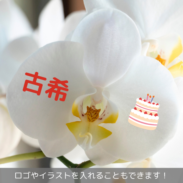 ڸŴˤβ֡ۥåĳ 3Ω  3942ذʾ墨Ĥܤߤޤ 2