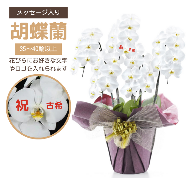 ڸŴˤβ֡ۥåĳ 5Ω  3540ذʾ墨Ĥܤߤޤ