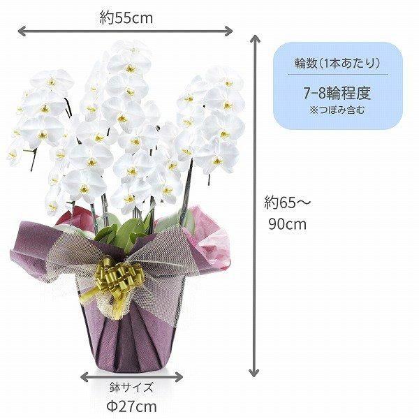 ڸŴˤβ֡ۥåĳ 5Ω  3540ذʾ墨Ĥܤߤޤ 4