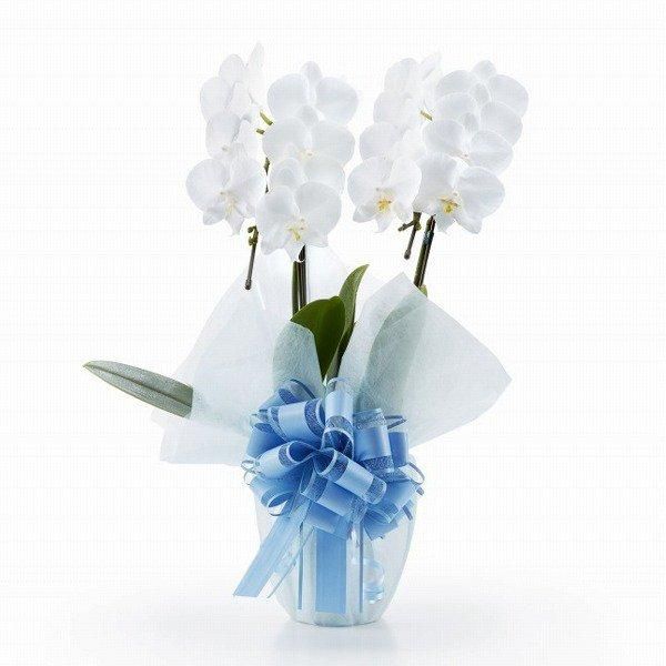 ڸŴˤβ֡ۥߥ˸ĳ 2Ω  14ذʾ墨Ĥܤߤޤ