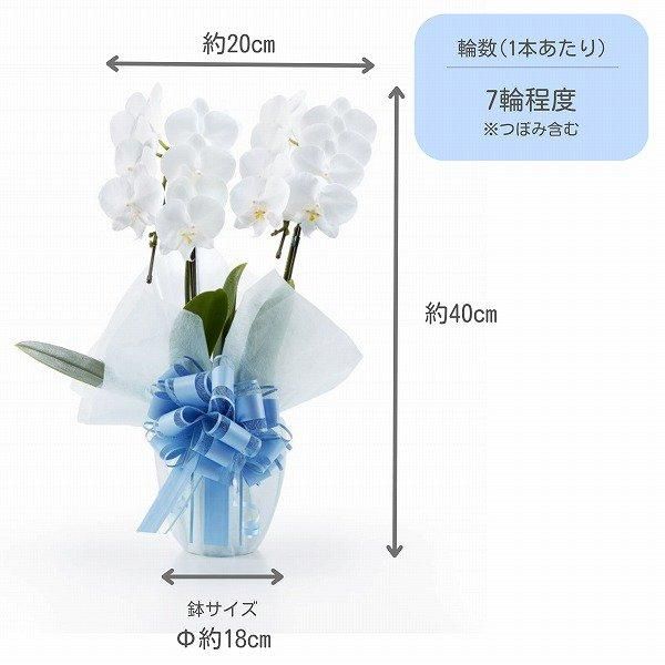 ڻˤβ֡ۥߥ˸ĳ 2Ω  14ذʾ墨Ĥܤߤޤ 2