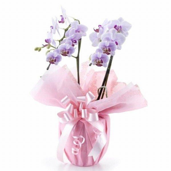 ڻˤβ֡ۥߥ˸ĳ 2Ω å 14ذʾ墨Ĥܤߤޤ