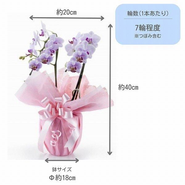 Ƽˤβ֡ۥߥ˸ĳ 2Ω å 14ذʾ墨Ĥܤߤޤ 2