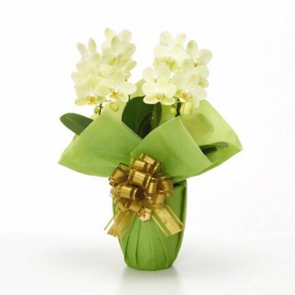 Ƽˤβ֡ۥߥ˸ĳ 2Ω  14ذʾ墨Ĥܤߤޤ