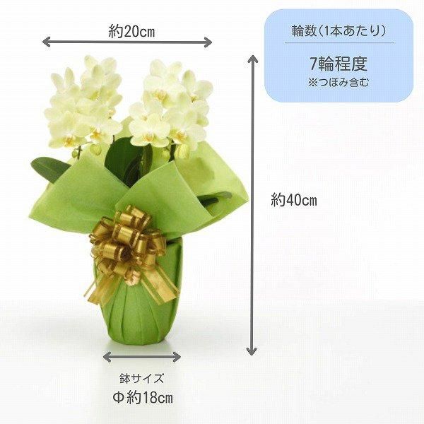 Ƽˤβ֡ۥߥ˸ĳ 2Ω  14ذʾ墨Ĥܤߤޤ 2