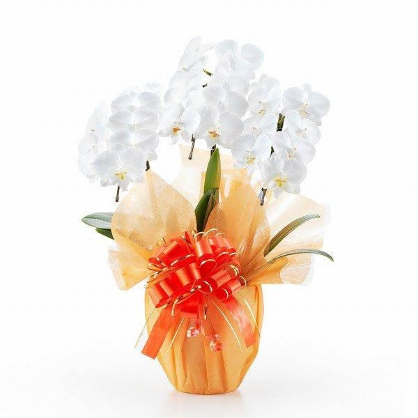 ڸŴˤβ֡ۥߥ˸ĳ 3Ω  21ذʾ墨Ĥܤߤޤ