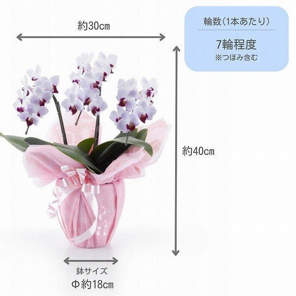 ڸŴˤβ֡ۥߥ˸ĳ 3Ω å 21ذʾ墨Ĥܤߤޤ 2