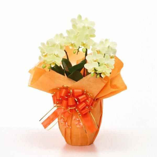 ڻˤβ֡ۥߥ˸ĳ 3Ω  21ذʾ墨Ĥܤߤޤ