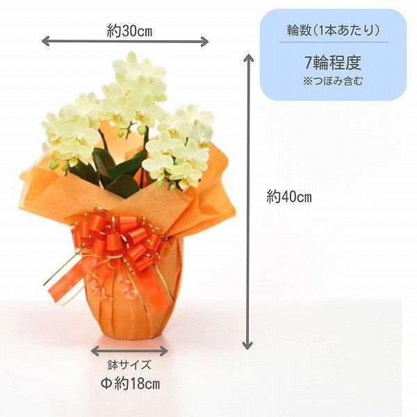 Ƽˤβ֡ۥߥ˸ĳ 3Ω  21ذʾ墨Ĥܤߤޤ 2