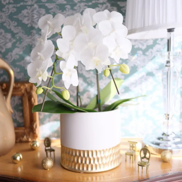 ڸŴˤβ֡ۥߥ˸ĳ 2Ω ʥɥݥåȡ