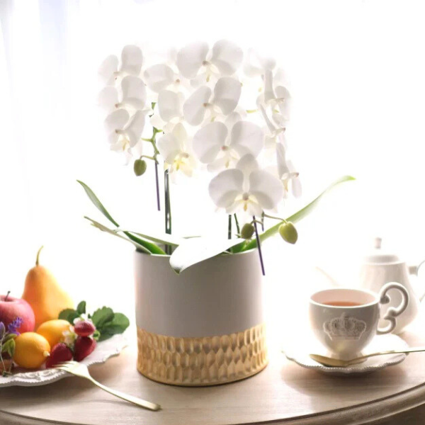 ڻˤβ֡ۥߥ˸ĳ 2Ω ʥɥݥåȡ 2