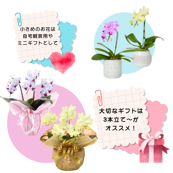 ڻˤβ֡ۥߥ˸ĳ 2Ω ʥɥݥåȡ 5