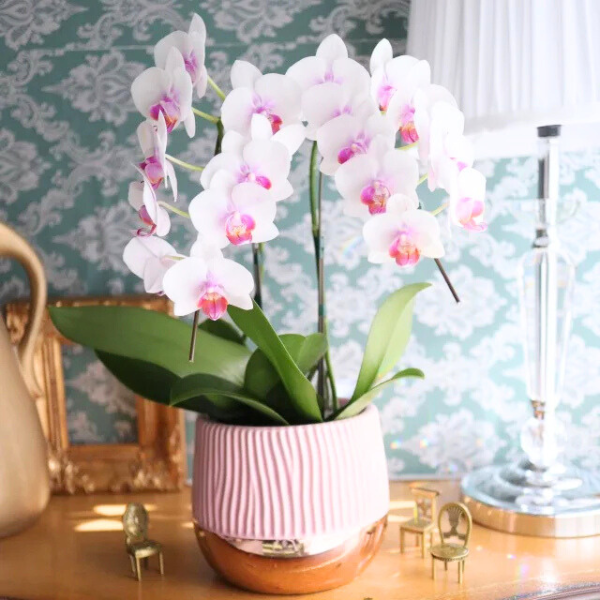 ڸŴˤβ֡ۥߥ˸ĳ 2Ω åסʥɥ