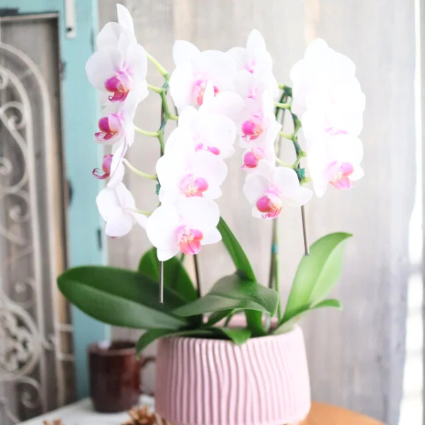 ڸŴˤβ֡ۥߥ˸ĳ 2Ω åסʥɥ 2