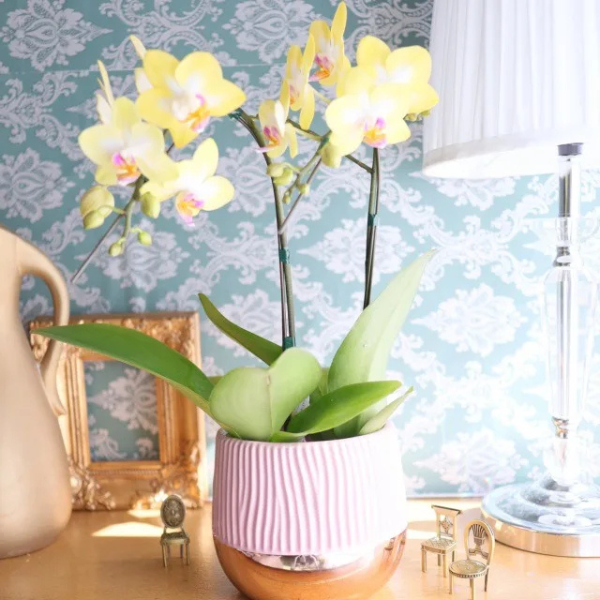 Ƽˤβ֡ۥߥ˸ĳ 2Ω ϡʥɥ