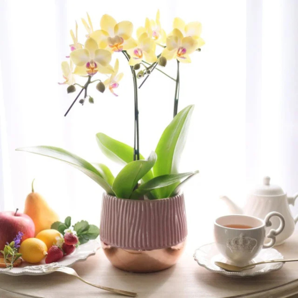 Ƽˤβ֡ۥߥ˸ĳ 2Ω ϡʥɥ 2