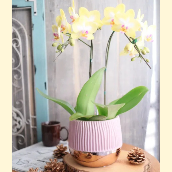 Ƽˤβ֡ۥߥ˸ĳ 2Ω ϡʥɥ 3