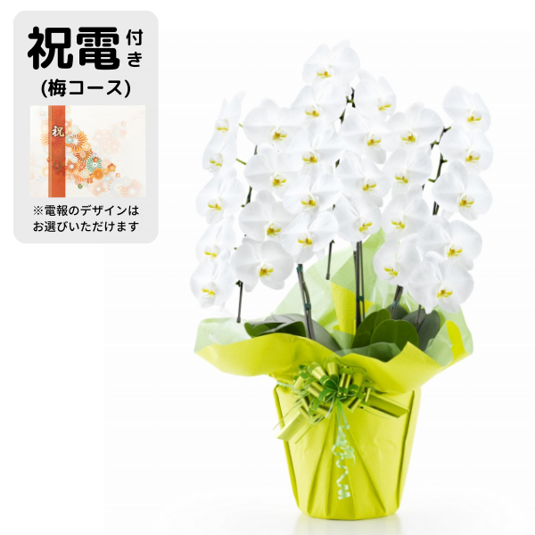 ڴˤβ֡۽šߥˤȸĳ 3Ω  2730ذʾ奻åȡ٤ޤ