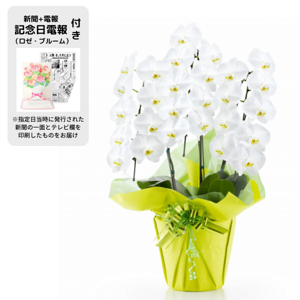 ´ˤβ֡۵ǰʥ֥롼ˤȸĳ 3Ω  2730ذʾ奻åȡ٤ޤ