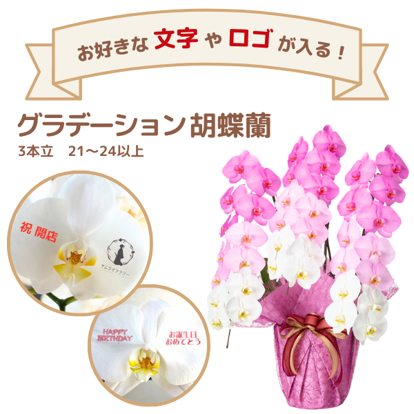 å ǡĳ ԥ󥯷 3Ω 2124ذʾ(ΤƤȭ)