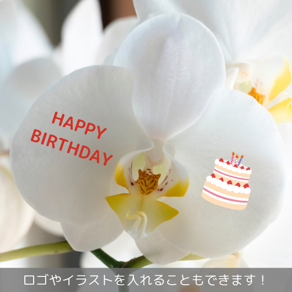 å ǡĳ ԥ󥯷 3Ω 3942ذʾ(ΤƤȭ) 3