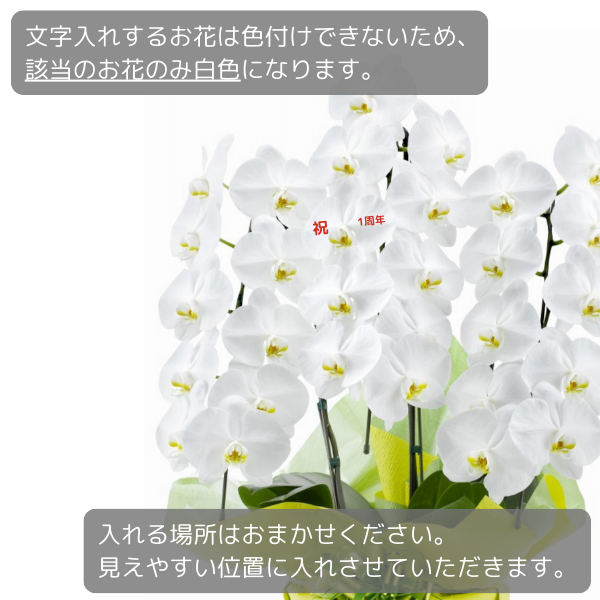 å ǡĳ ֥롼 3Ω 3336ذʾ(ΤƤȭ) 3