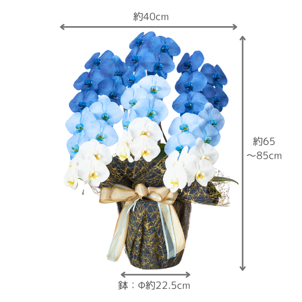 å ǡĳ ֥롼 3Ω 3336ذʾ(ΤƤȭ) 4