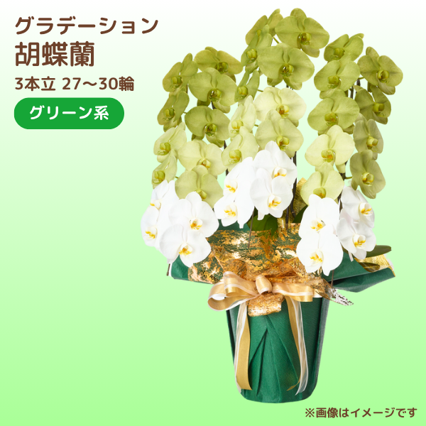 ǡĳ ꡼ 3Ω 2730ذʾ(ΤƤȭ)