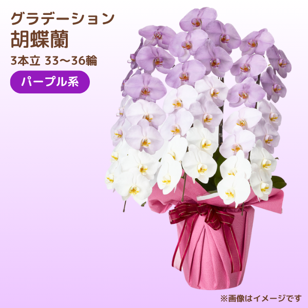 ǡĳ ѡץ 3Ω 3336ذʾ(ΤƤȭ)