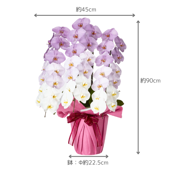 ǡĳ ѡץ 3Ω 3942ذʾ(ΤƤȭ) 2