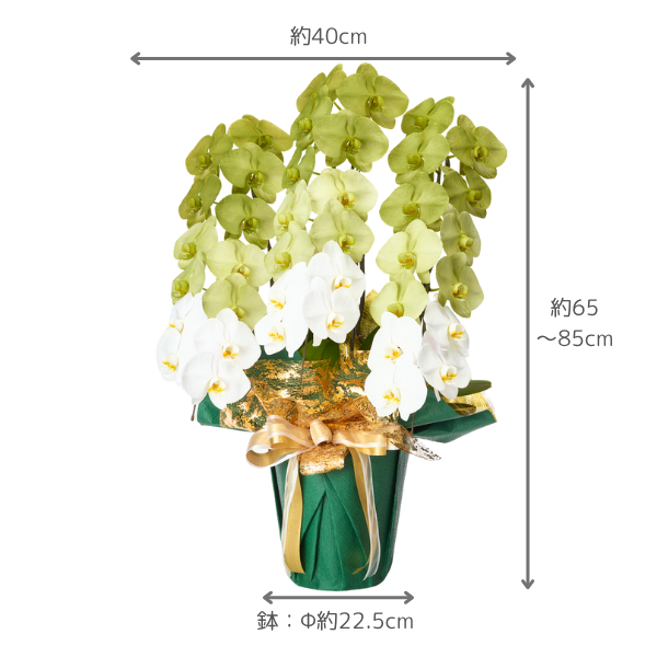 դǡĳ ꡼ 3Ω 3336ذʾ 4