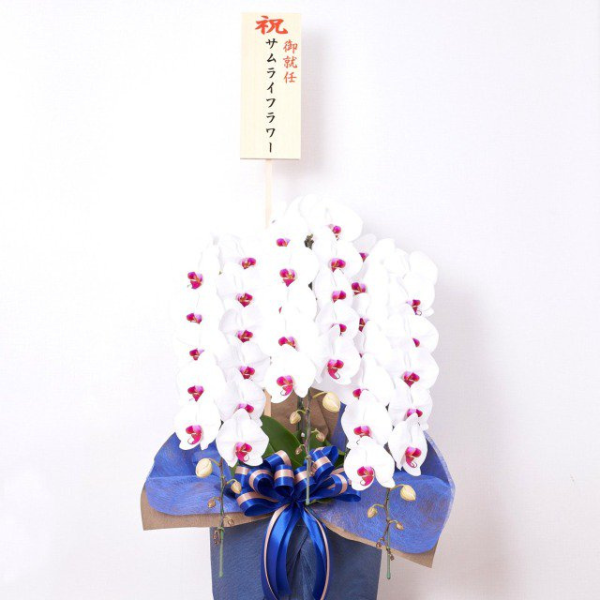 ĳ 3Ω å 35ذʾóŹȡǤˡͽˤ˺ŬԹļԡ¿͡
 3