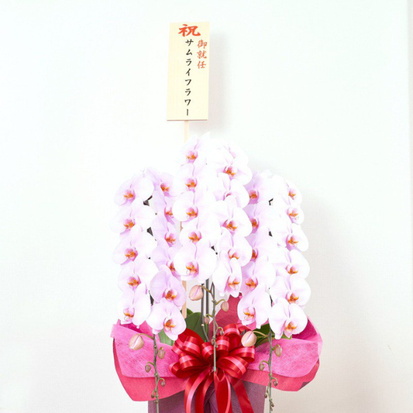 ĳ 3Ω ԥ 35ذʾóŹȡǤˡͽˤ˺ŬԹļԡ¿͡ 2