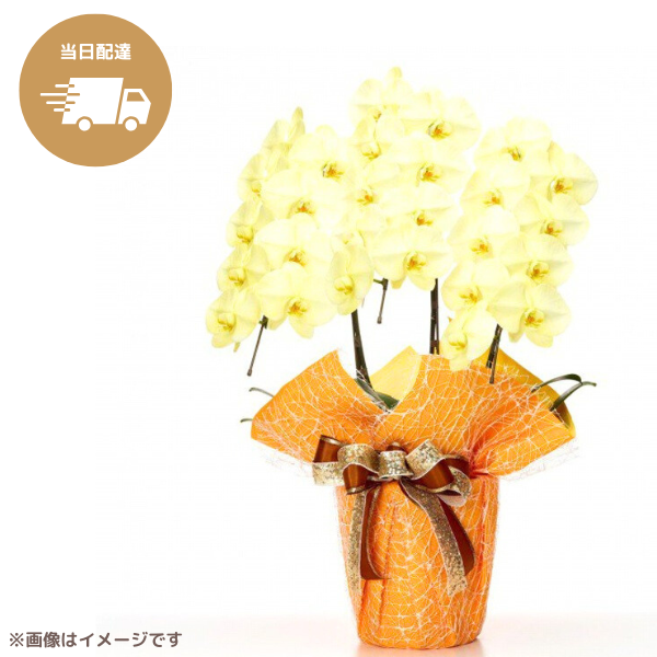 保田三友紀の油絵、新作 蘭の花 F 6号新品高級ゴールド軽量かまぼこ型額縁付き 保田三友紀の油絵、新作 蘭の花 F 6号新品高級ゴールド軽量