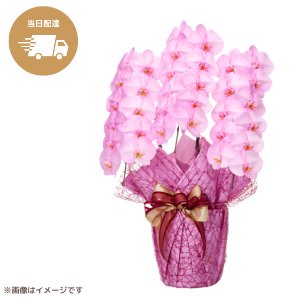 ã եĳ ԥ 3Ω 3336ذʾ墨Ĥܤߤޤϰ