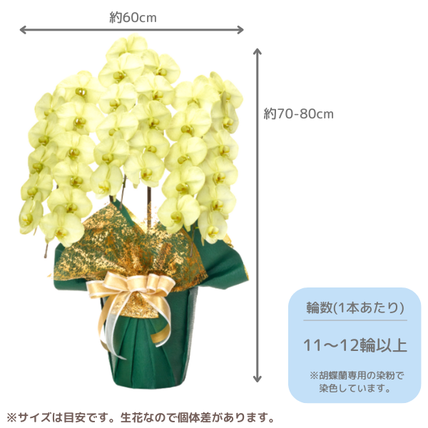 ã եĳ ꡼ 3Ω 3336ذʾ墨Ĥܤߤޤϰ 2