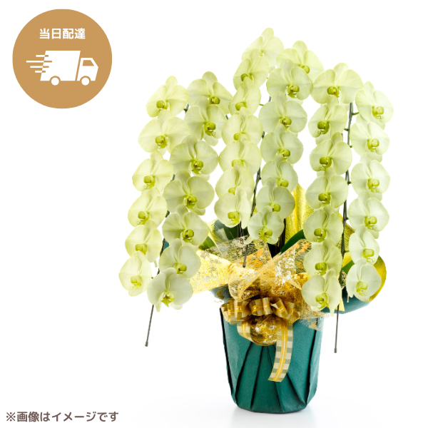 ã եĳ ꡼ 3Ω 3942ذʾ墨Ĥܤߤޤϰ