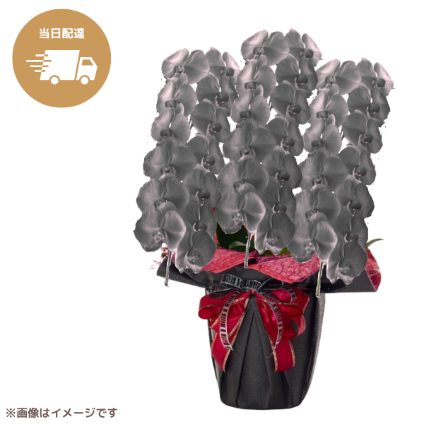 ã եĳ  3Ω 3942ذʾ墨Ĥܤߤޤϰ