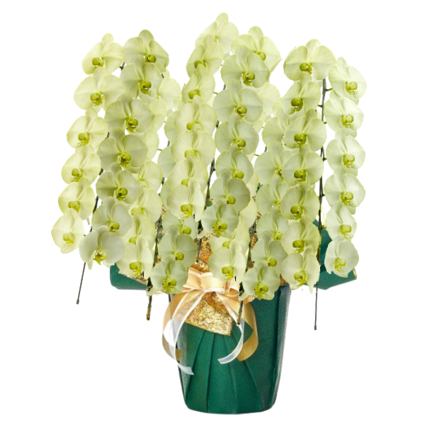 եĳ ⥹꡼ 5Ω 6570ذʾ(ΤƤȭ)