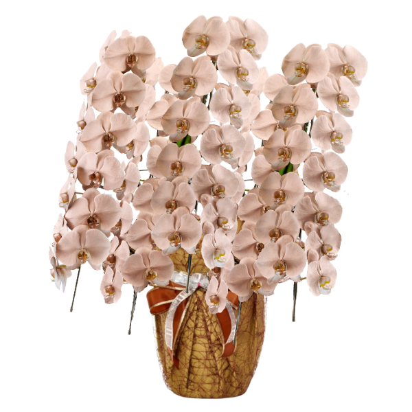 եĳ ֥ 5Ω 6570ذʾ(ΤƤȭ)