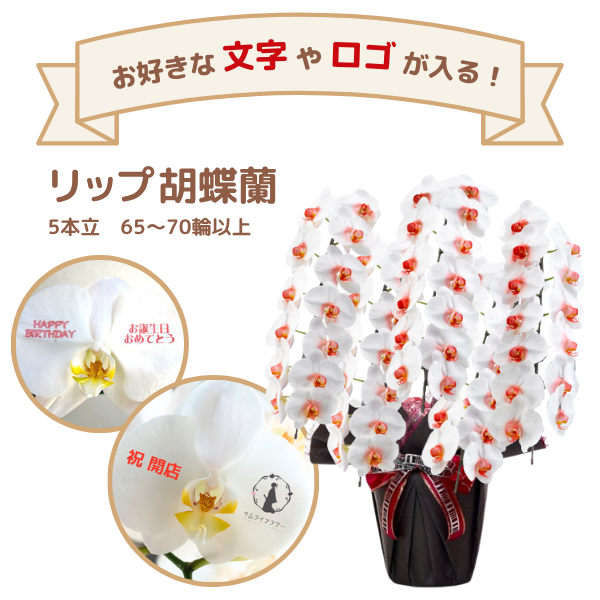 å եĳ 5Ω (å) 6570ذʾ(ΤƤȭ)