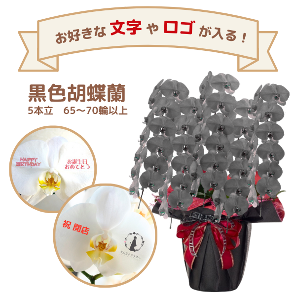 å եĳ 5Ω  6570ذʾ(ΤƤȭ)