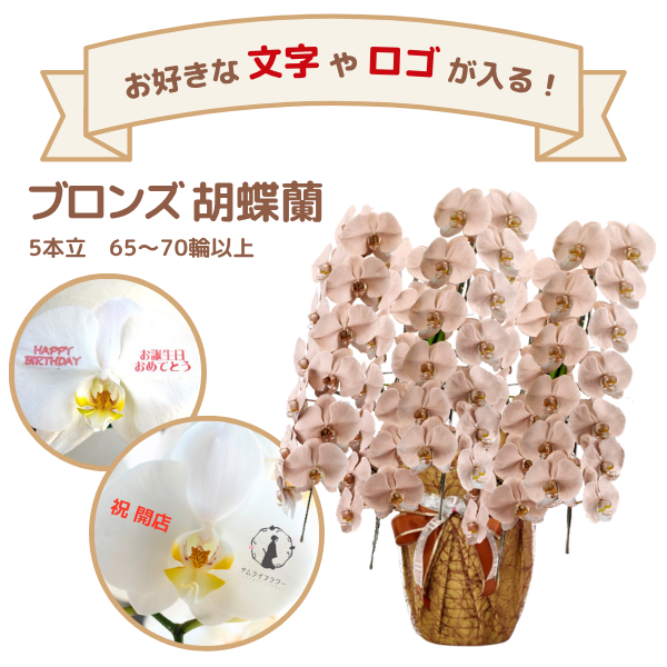 å եĳ 5Ω ֥ 6570ذʾ(ΤƤȭ)