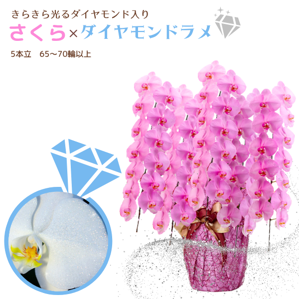 եĳ  5Ω 6570ذʾ墨դ